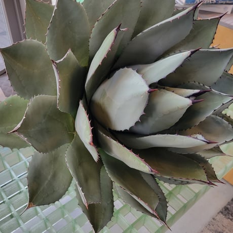 AGAVE PARRYI HUACHUCENSIS