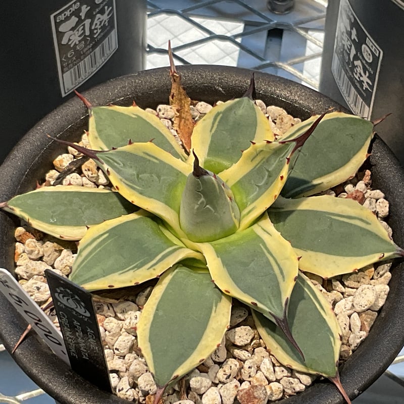 AGAVE APPLANATA CREAM SPIKE | カトーエンゲー東京