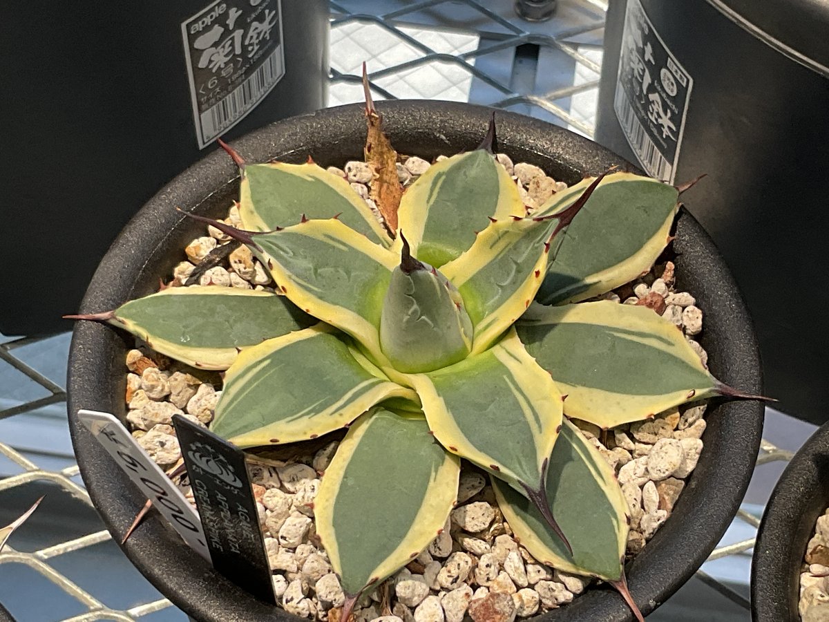 アガベ Agave applanata 'Butter Cream' 122 Agave applanata Butter Cream | Butter Cream Dwarf Century Plant