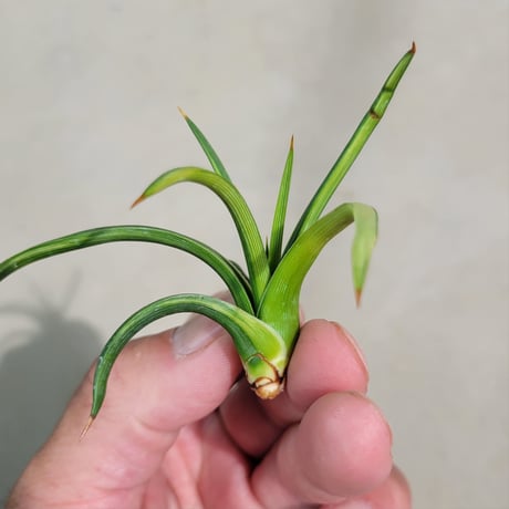 AGAVE 吹上錦