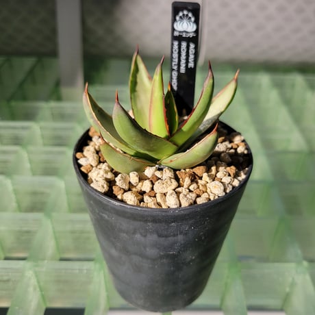 AGAVE ROMANII MOSTLY GHOSTLY