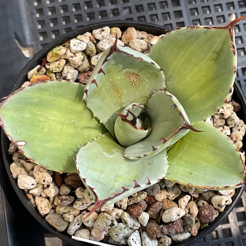 agave 'Illusion' TC【※発根済み】レア種 希少株 agave 'Illusion' TC