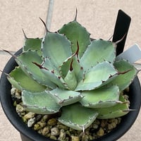 AGAVE 吉祥冠 中斑