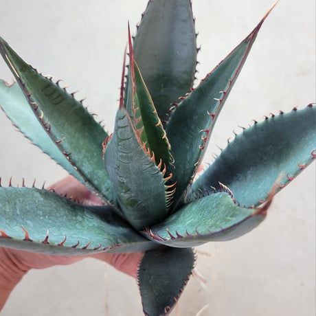 AGAVE SHAWII M