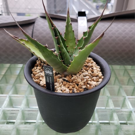 AGAVE GENTRYI JAWS