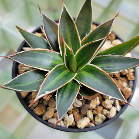 AGAVE SCHIDIGERA SUN DANCE