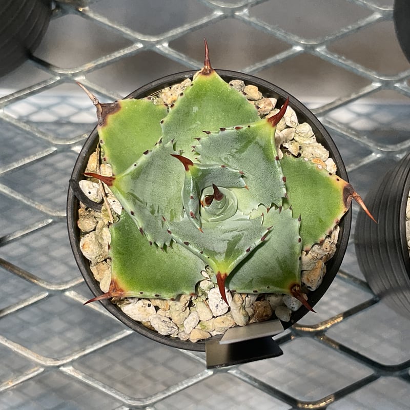 AGAVE TITANOTA 蟹 アガベ チタノタ 蟹（カニ）【87