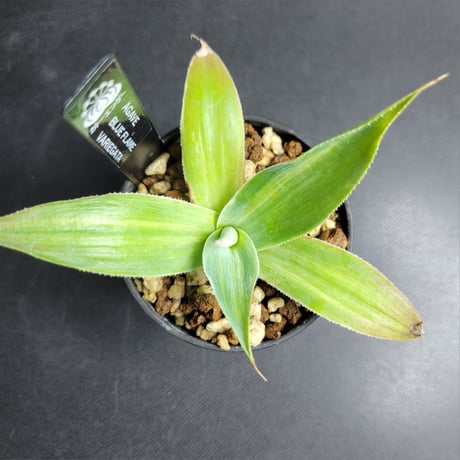 AGAVE BLUE FLAME VARIEGATA