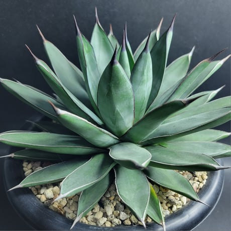 AGAVE ROYAL SPINE
