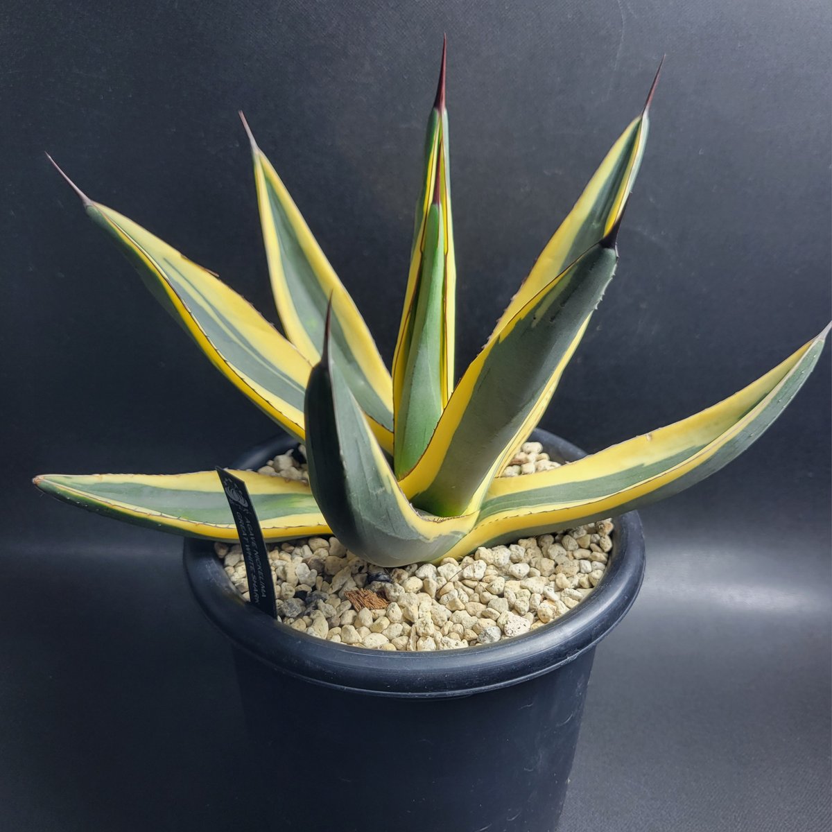 AGAVE NICKELIMA GREAT WHITE SHARK | カトーエンゲー東京