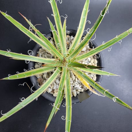 AGAVE LEOPOLDII 滝の白糸錦