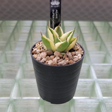 AGAVE SUPER CROWN