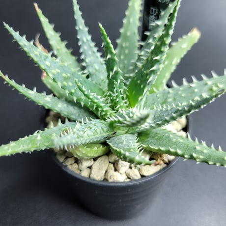 ALOE 白磁盃