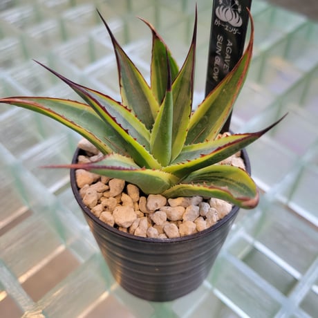 AGAVE SUN GLOW