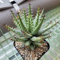 ALOE ERINACEA②