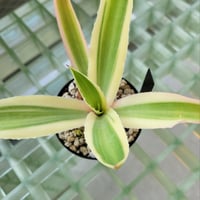AGAVE DESMETTIANA 雪月花