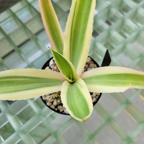 AGAVE DESMETTIANA 雪月花