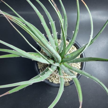 AGAVE KERCHOVEI (SP.)