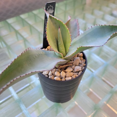 AGAVE GYPSOPHILA LEMON&LIME