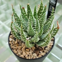 ALOE 白磁盃