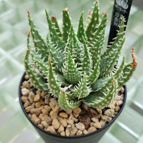 ALOE 白磁盃
