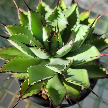AGAVE 曲刺八荒雷神
