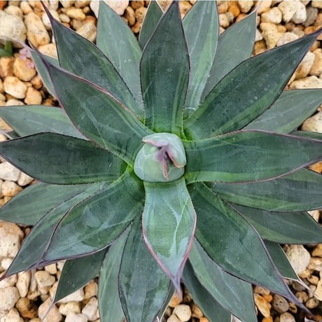 AGAVE BLUE EMBER VARIEGATA