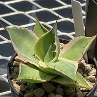 AGAVE POTATORUM EYE SCREAM