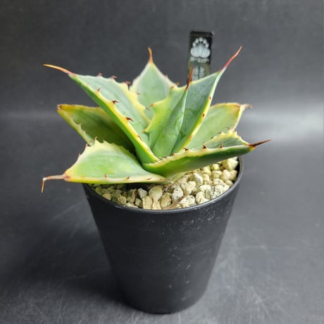 AGAVE POTATORUM 怒雷神錦