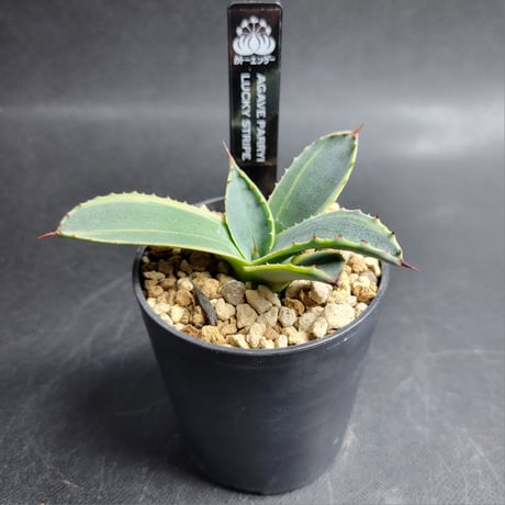 AGAVE PARRYI LUCKY STRIPE
