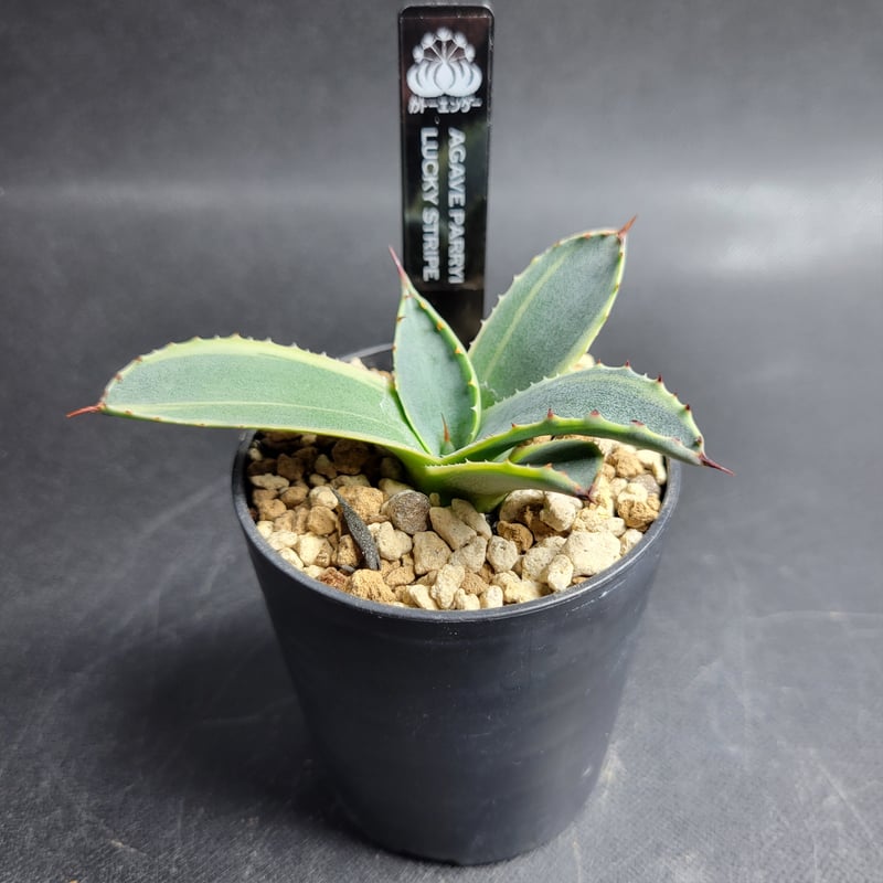 AGAVE PARRYI LUCKY STRIPE | カトーエンゲー東京