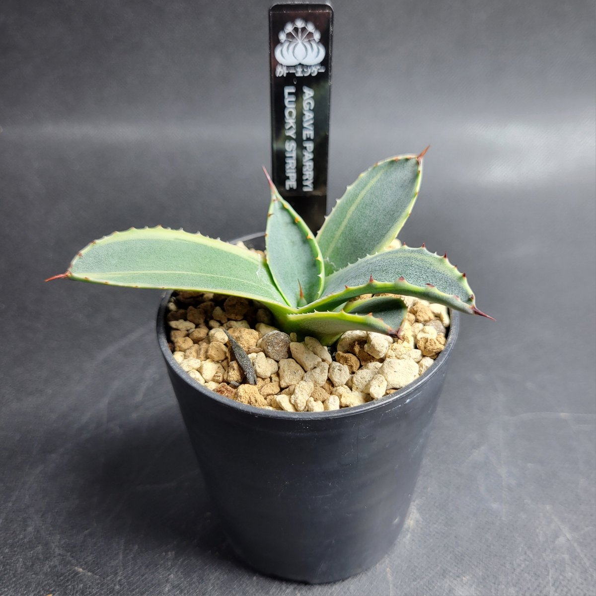 AGAVE PARRYI LUCKY STRIPE | カトーエンゲー東京