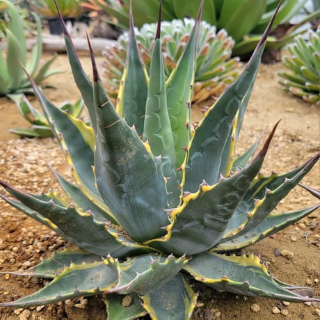 AGAVE MONTANA TIFFANY