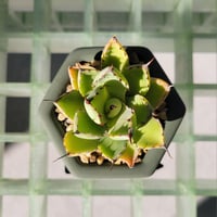 AGAVE BLEACHED BLONDE  × nos pot(konect)