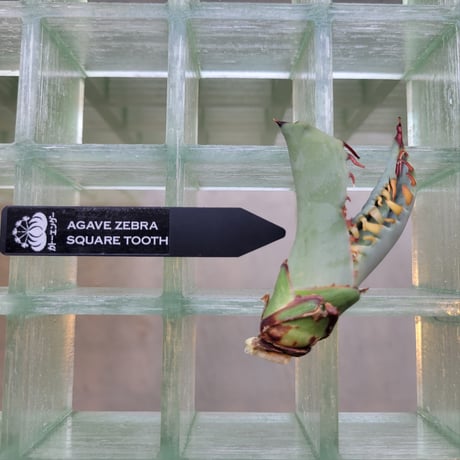 AGAVE ZEBRA SQUARE TOOTH