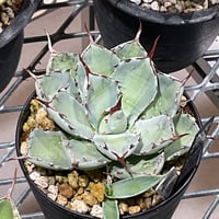 AGAVE 吉祥冠 中斑