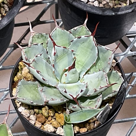 AGAVE 吉祥冠 中斑