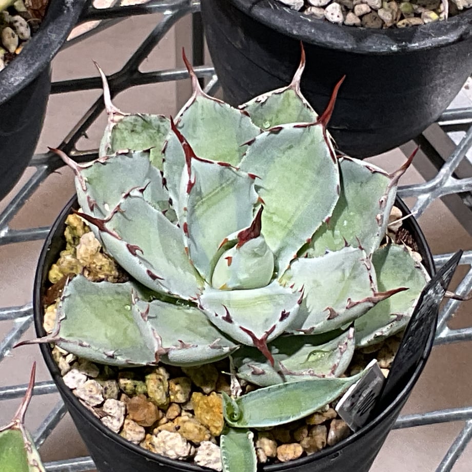 68e4d7bdf3d6dd3506f8dc51