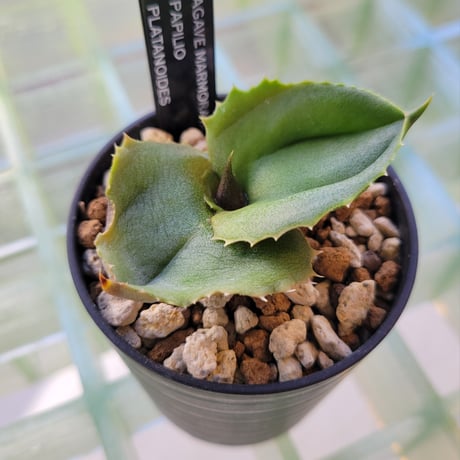 AGAVE MARMORATA PAPILIO PLATANOIDES