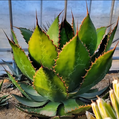 AGAVE BOVICORNUTA