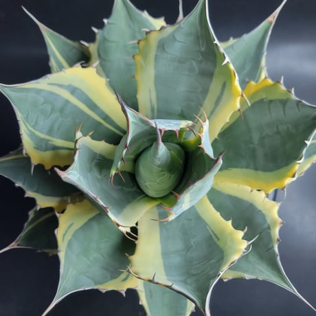 AGAVE PARRASANA IMPRESSIONIST