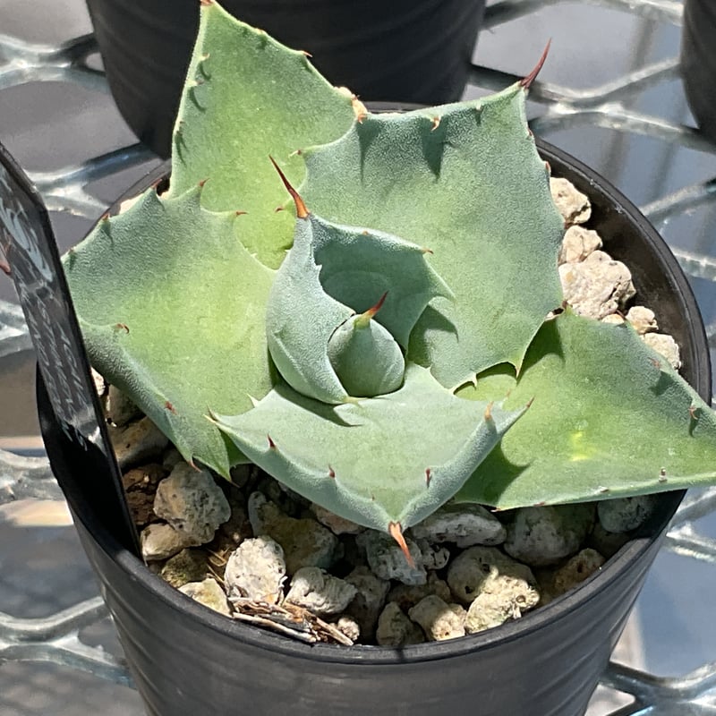 イシスメンシス インランドフォームisthmensis inland form アガベ イシスメンシス（インランドフォーム） Agave isthmensis