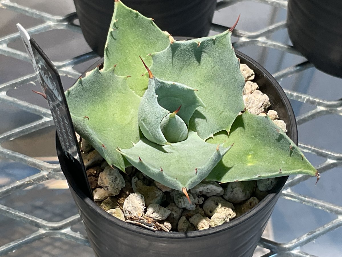 AGAVE ISTHMENSIS INLAND FORM | カトーエンゲー東京