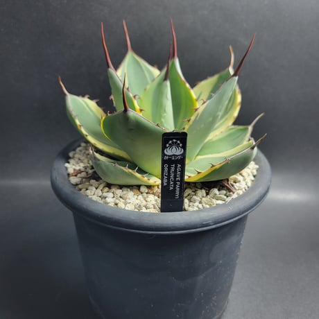AGAVE PARRYI TRUNCATA ORIZABA
