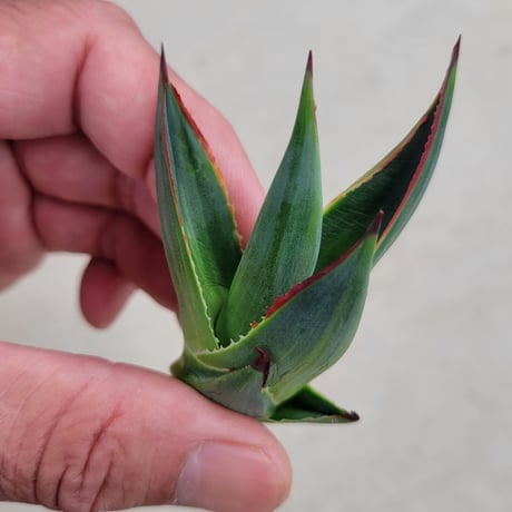 AGAVE BLUE GLOW  VARIEGATA　縞斑