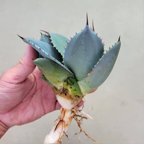 AGAVE PARRYI 姫吉祥天