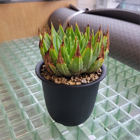 ALOEさま専用 CATEGORY ALOE | カトーエンゲー東京