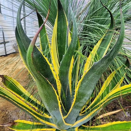AGAVE SALMIANA CRASSISPINA VARIEGATA