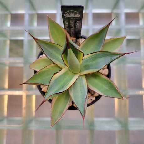 AGAVE BURNT BURGUNDY VARIEGATA