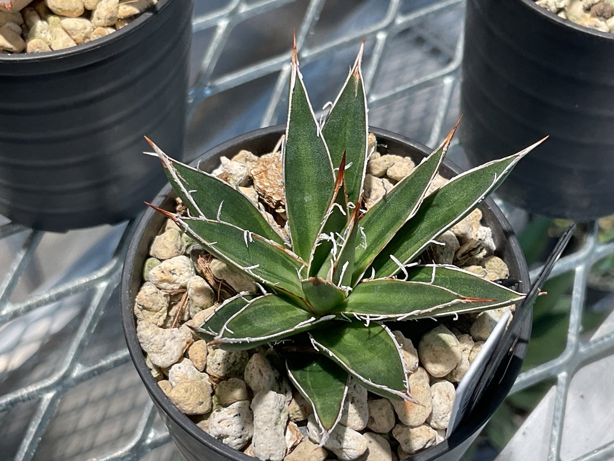 フラワー・ガーデニング Agave schidigera ' Flush' 17 フラワー・ガーデニング Agave schidigera ' Flush' 17 フラワー